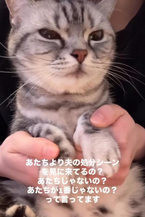 前足を持たれてる猫