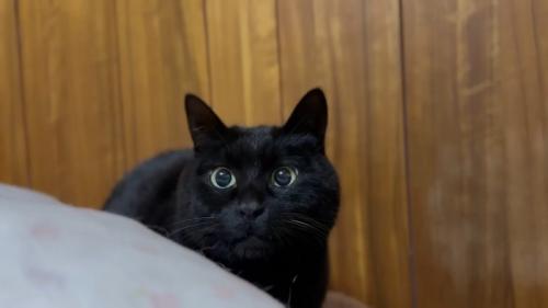 天くん