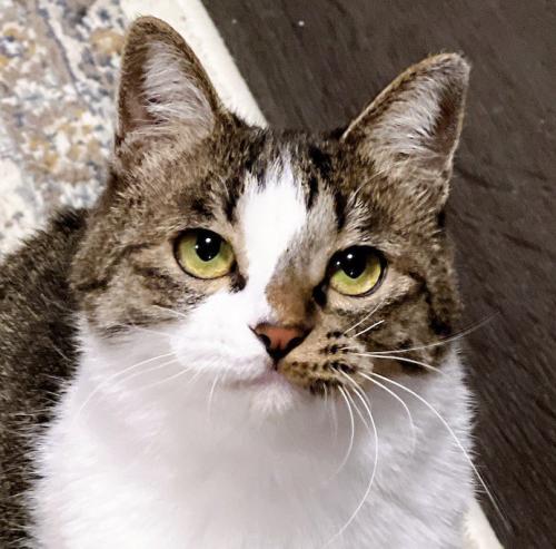 飼い主を見上げる冬毛の猫