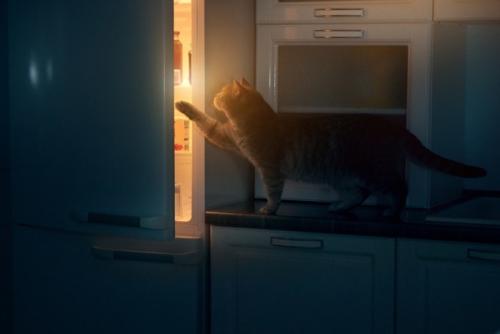 夜中に冷蔵庫を開ける猫