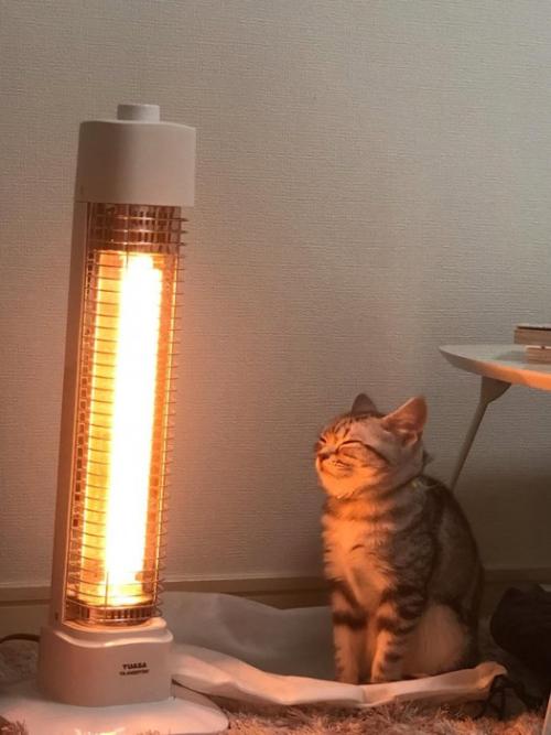 ストーブの前に座る猫