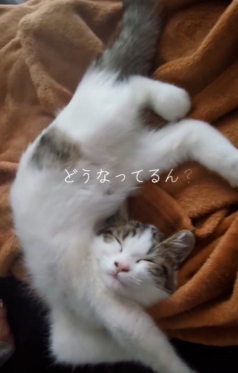 寝ている子猫