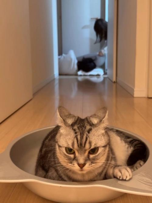 イカ耳の猫