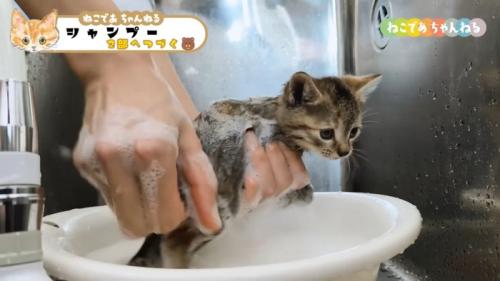 持ち上げられるキジトラ子猫