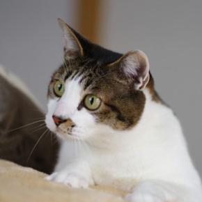 猫は『新しいもの』を好んでいるの？3つの心理から飼い主が注意すべきことまで