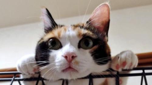 ケージの上にいる猫