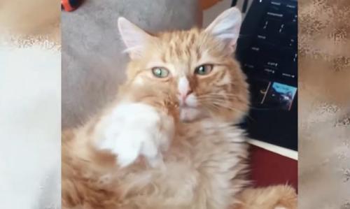 チャトラ猫とPC