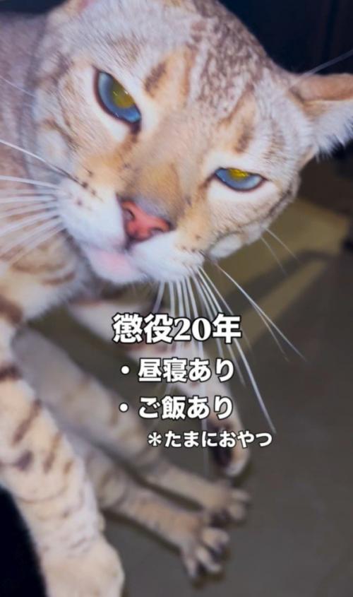 「懲役20年」と書かれた写真