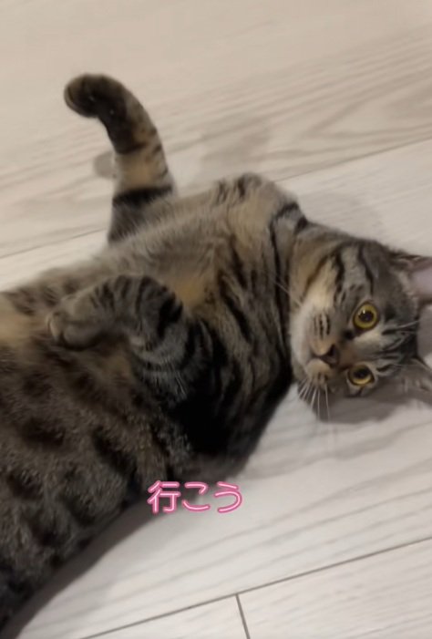 ろうかに転がって寝ている猫