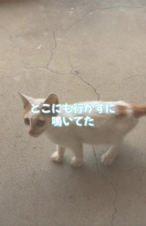 鳴いている子猫