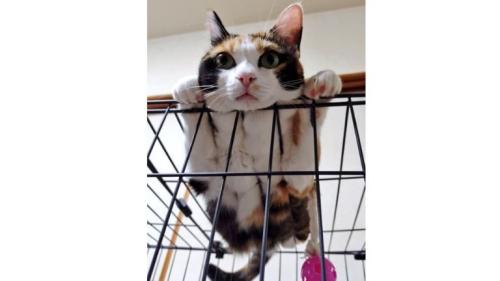 ケージの上にいる猫