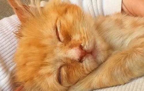 チャトラ子猫の顔アップ