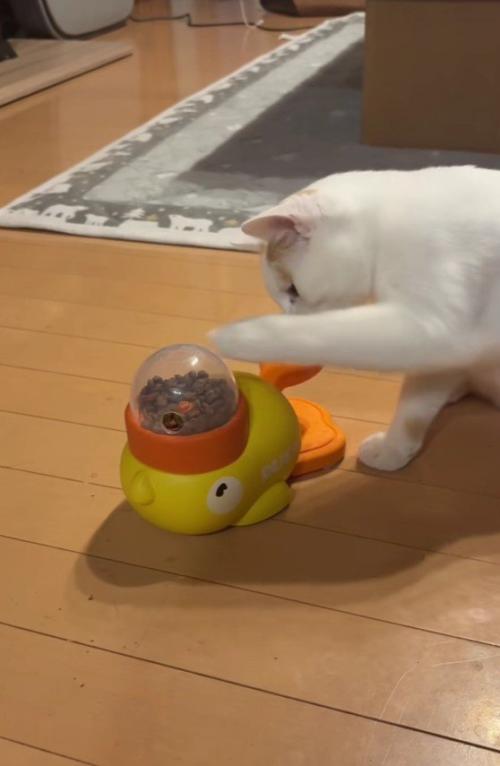 おもちゃで遊ぶ子猫