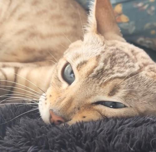 顔をしかめた猫