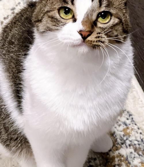 冬毛になった猫の胸まわり