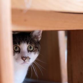 猫が嫌がっている『飼い主のNG行動』5選　控えるべき理由や与えかねない悪影響