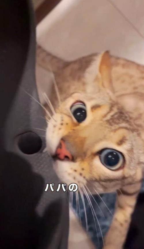 サンダルに噛みつく猫2