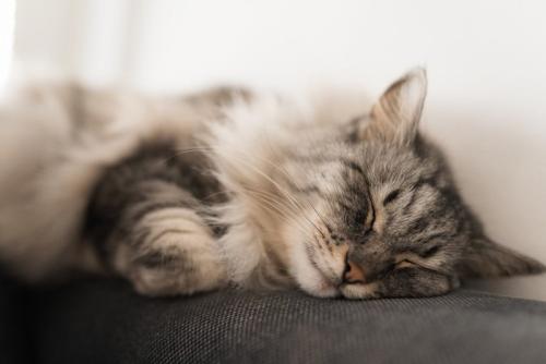 寝ている猫