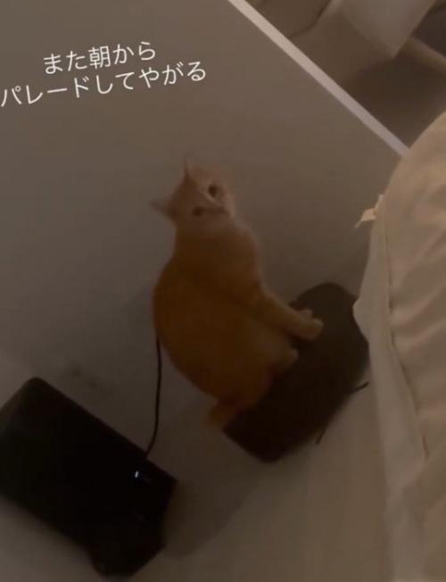 見つめる猫