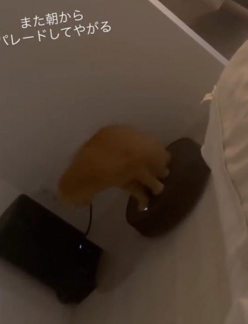 動くロボットに乗る猫