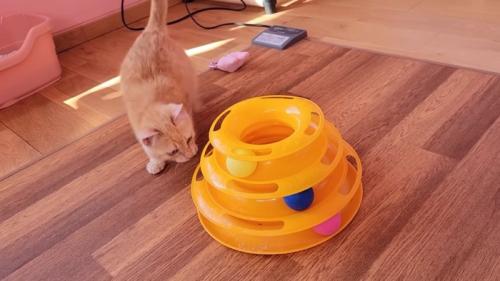 おもちゃを狙う子猫