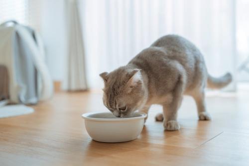 朝ごはんを食べる猫