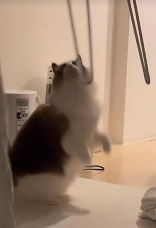 立ち上がろうとする猫