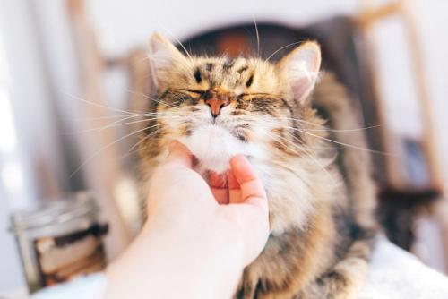 飼い主さんに甘える猫