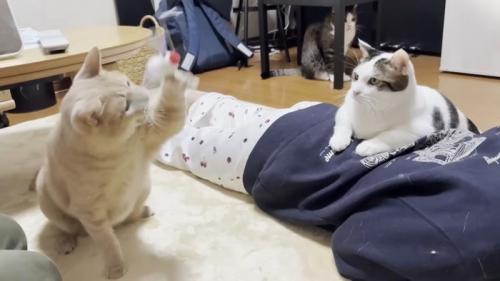 遊ぶひのきちゃん