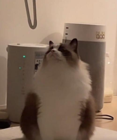 上を向く猫