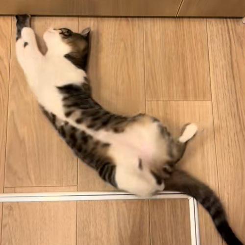 隙間に一生懸命手を入れる猫