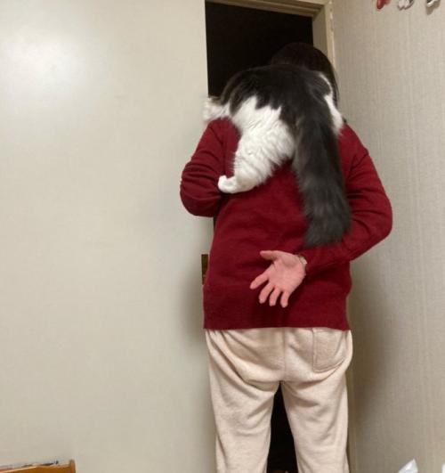 人によじ登る猫