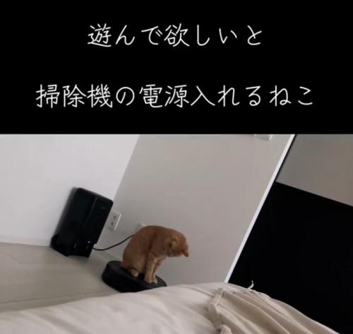 遊ぶ猫