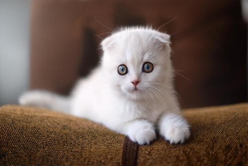 子猫