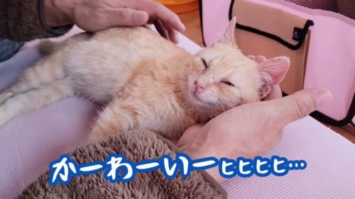 人の手を枕にする子猫