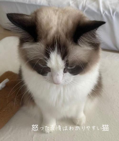 怒る猫