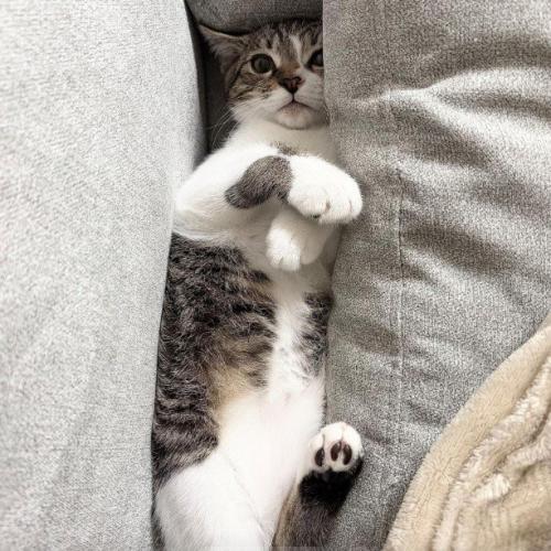 ソファにはさまる子猫