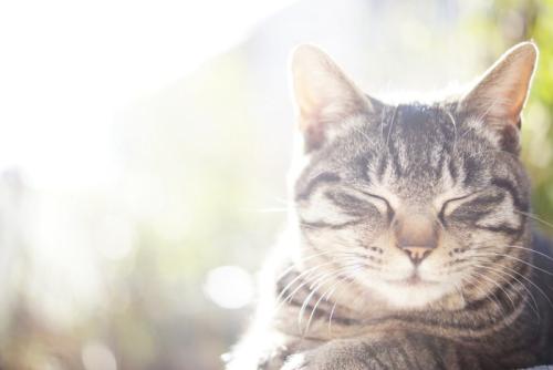 朝日を浴びる猫