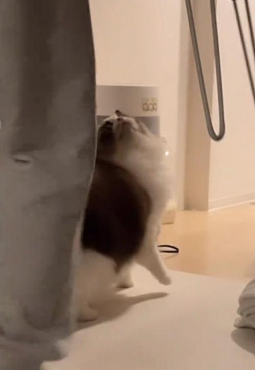振り返る猫