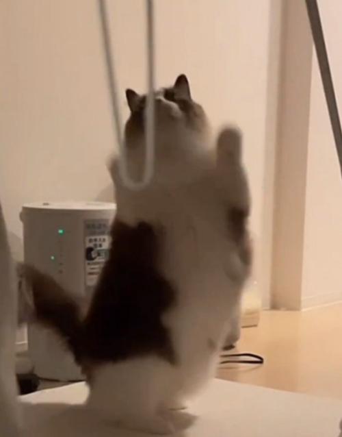 立ち上がる猫