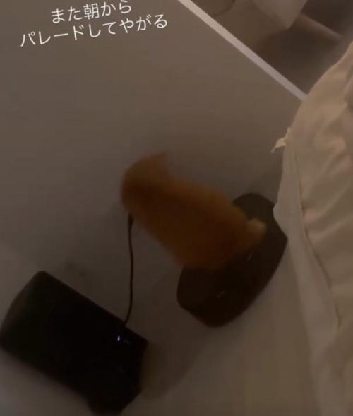 パレードを始める猫