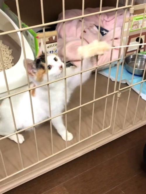 ケージの中にいる子猫