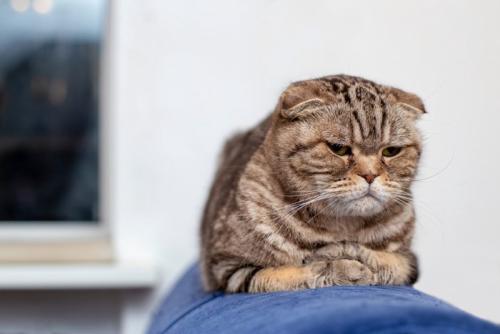 怪訝な顔をしている猫