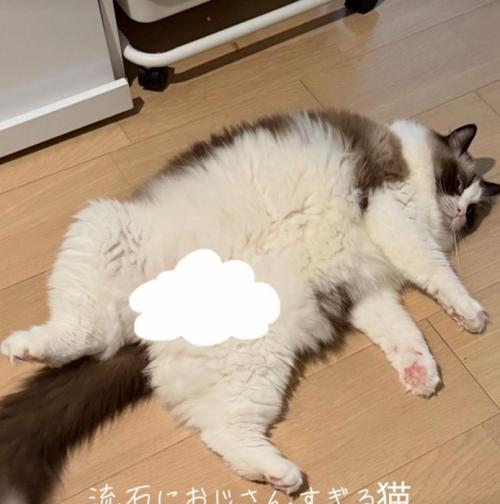 豪快に寝る猫