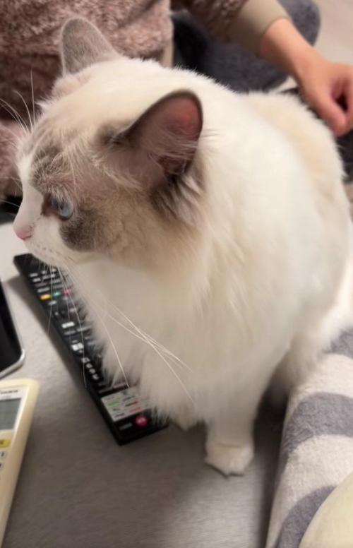 不満そうな猫