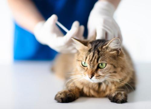 注射される猫