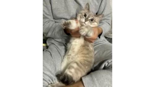 抱っこされている猫