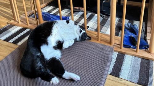 ストーブの側でへそ天で寝る猫