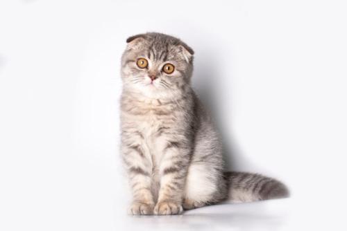 座っているスコティッシュフォールドの子猫