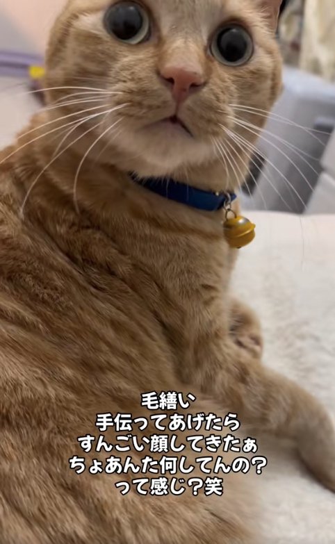 目を見開いてカメラに顔を向けている猫のアップ(アゴ上げ気味)
